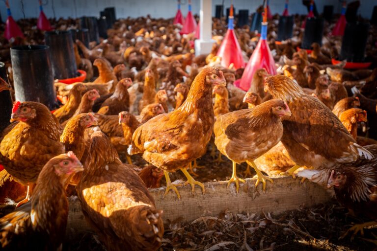 Avicola La Union2 768x513