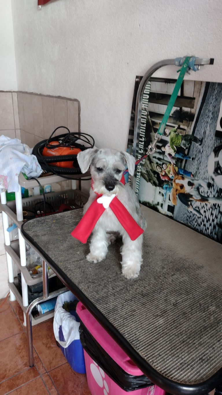 IMG 20231129 112702842 768x1365